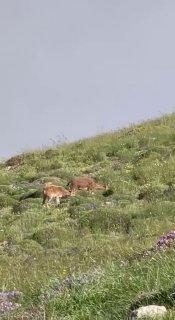 Горные козлы на склонах горы Хуступ в Вайоц-Дзоре, фото Никол Пашинян