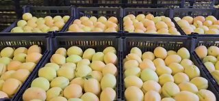 Армянские абрикосы в картонных коробках для экспорта в Польшу из Вайоц-Дзора