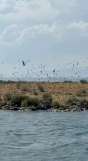 Никол Пашинян опубликовал фото острова чаек на Севане — что известно о выборах в Вайке
