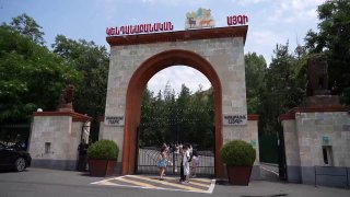 Перевезенные из особняка Царукяна в Ереванский зоопарк тигры и львы проходят адаптацию — подробности
